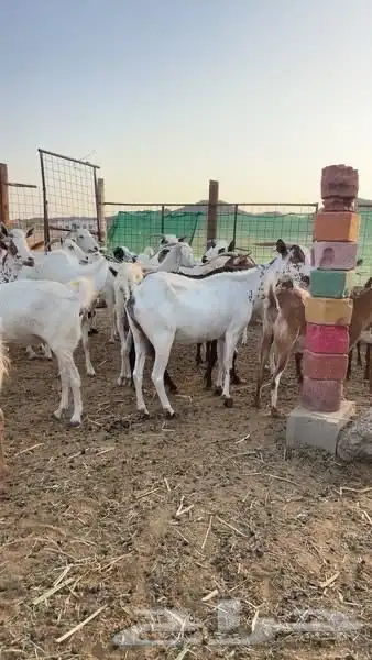 معزا للبيع 9