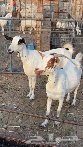 معزا للبيع index