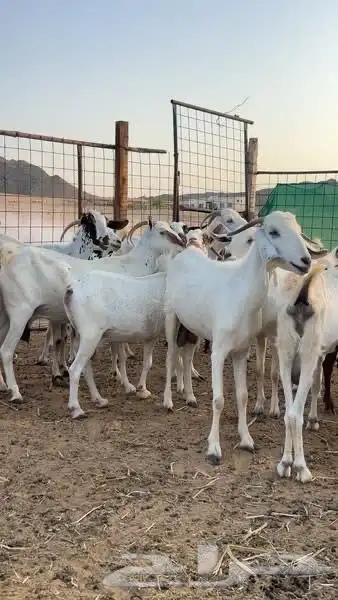 معزا للبيع index