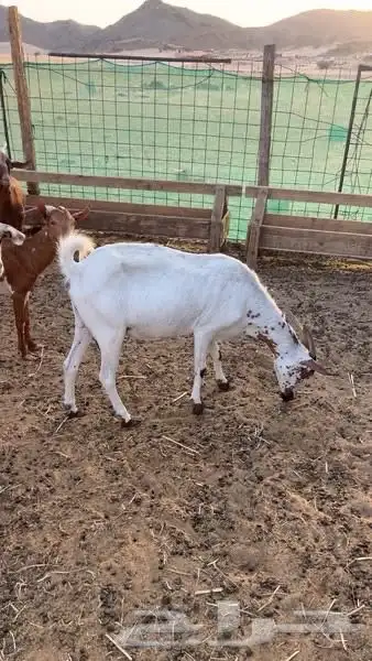 معزا للبيع 10