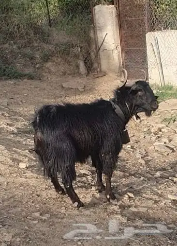 تيس فحل 1