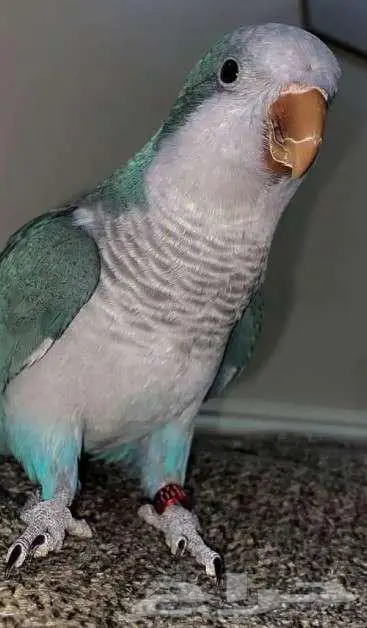 فندقة الطيور 9