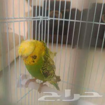 طائر بادجي هوجو مع القفص 0