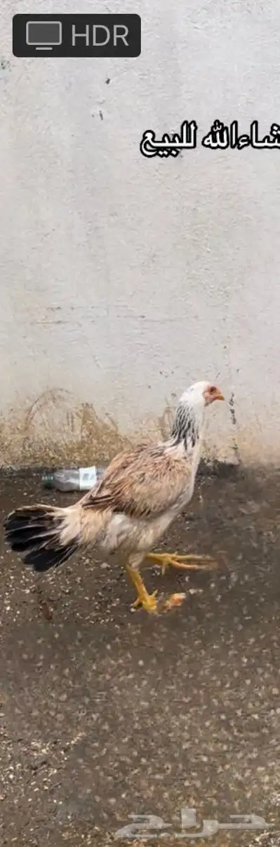 فروخ باكستاني سندي 0