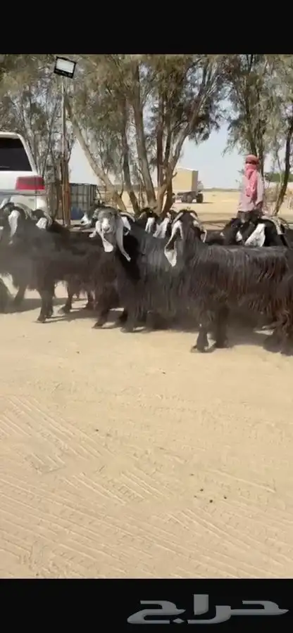 معزا عوارض جرم طيبه 1