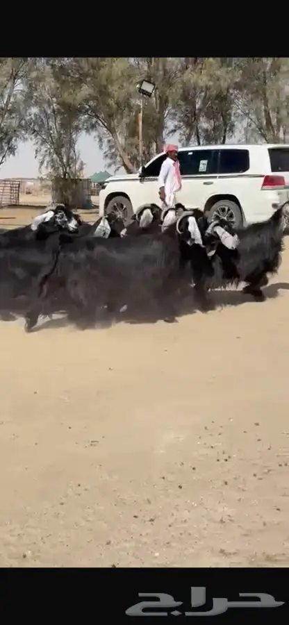 معزا عوارض جرم طيبه 12