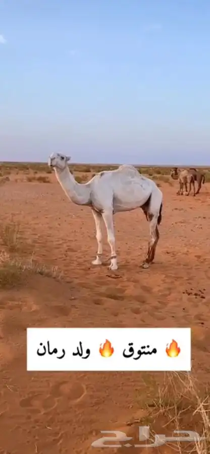 قعود اوضح رماني ثني جده بعير المهيلب 0