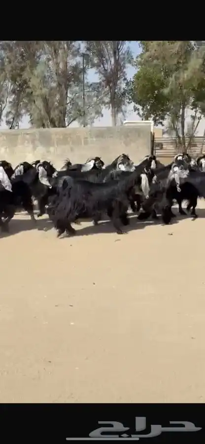 معزا عوارض جرم طيبه 13
