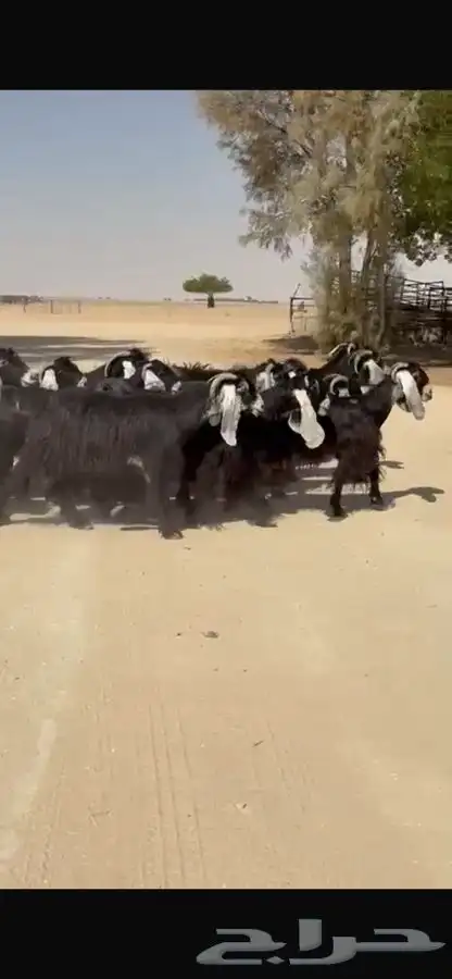 معزا عوارض جرم طيبه 10