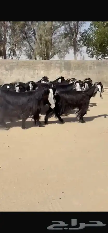 معزا عوارض جرم طيبه 2