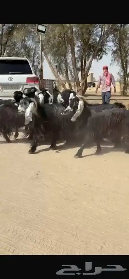 معزا عوارض جرم طيبه 9