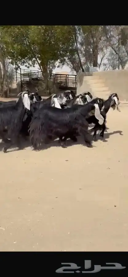 معزا عوارض جرم طيبه 14