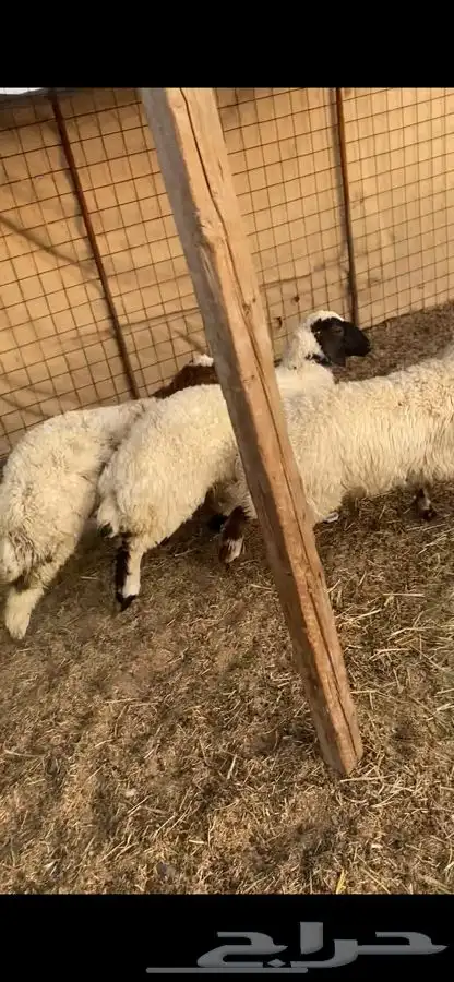 طليان ورخال 4