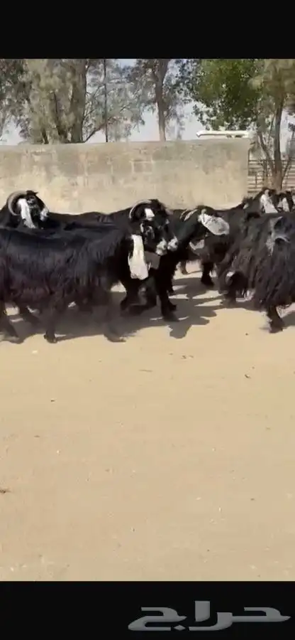 معزا عوارض جرم طيبه 6