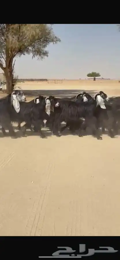 معزا عوارض جرم طيبه 8