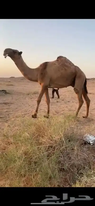 للبيع القعود الاصفر 0