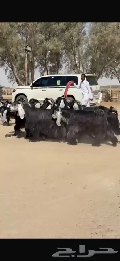 معزا عوارض جرم طيبه 18