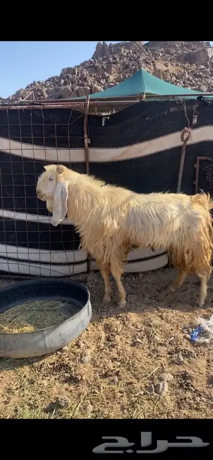 تيوس فحول مشروطات 1