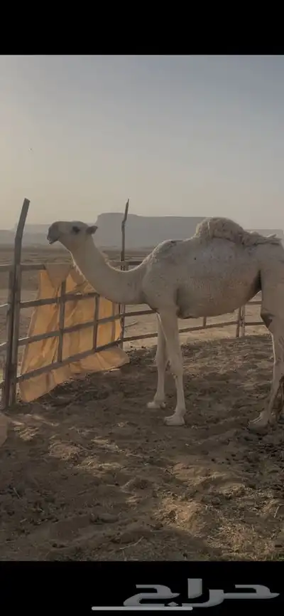 مفروده وضحى 0