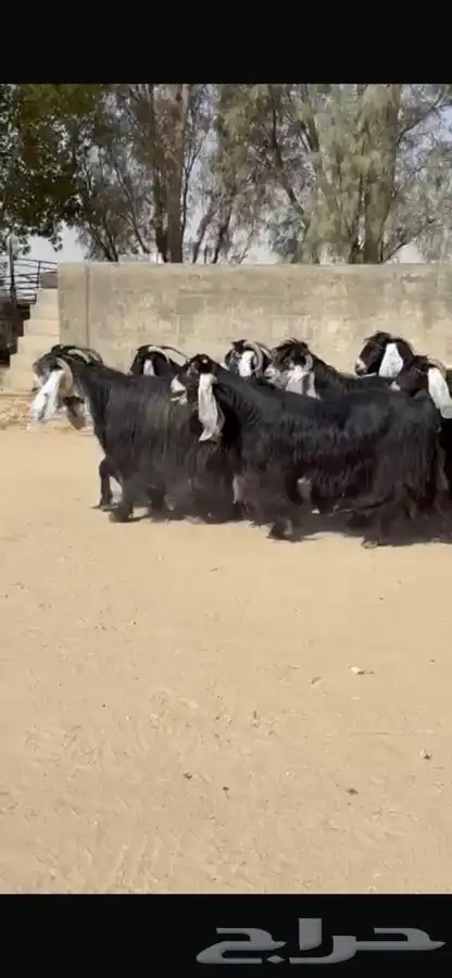 معزا عوارض جرم طيبه 4