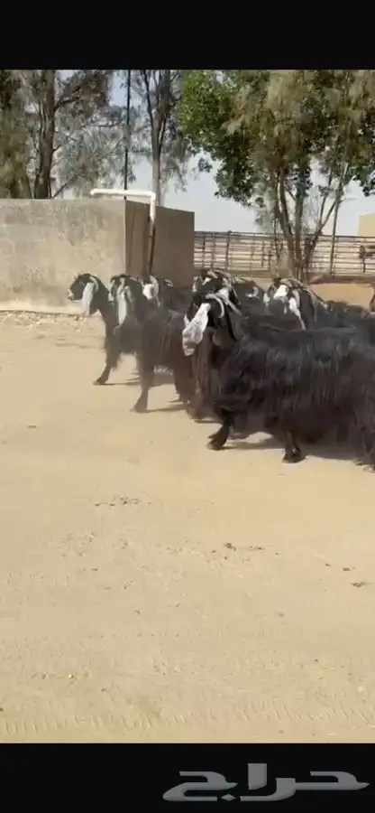 معزا عوارض جرم طيبه 7
