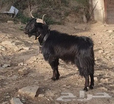 تيس فحل 4