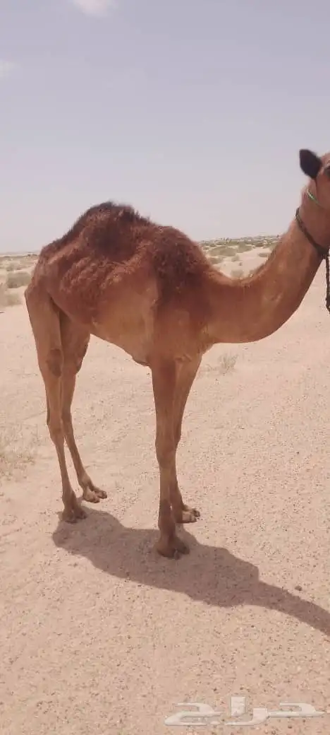 بكره حقه ابوها سوار باريس بعير محمد الصبحي والام عمانيه 0