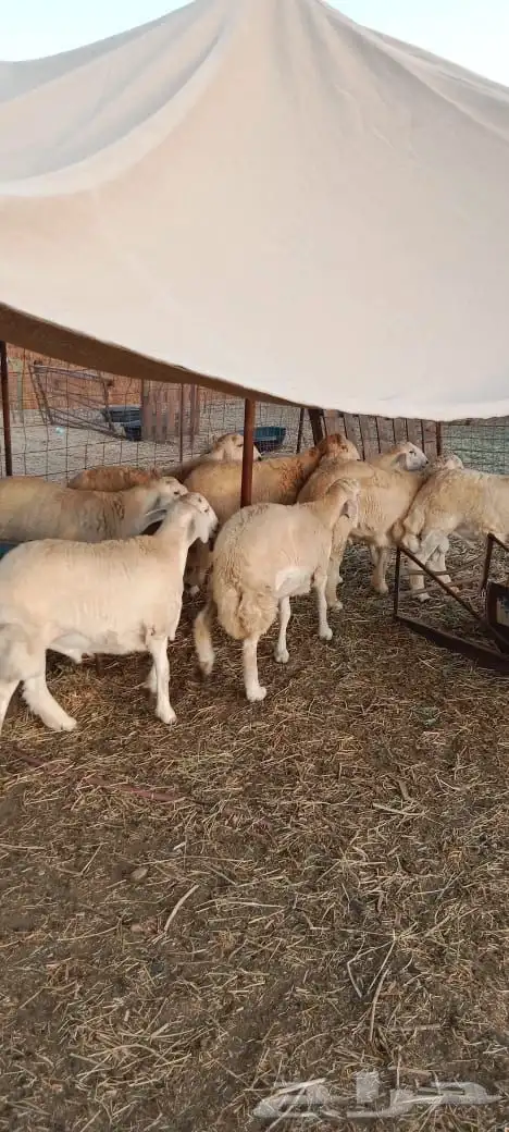 مراح الدعيجية 4
