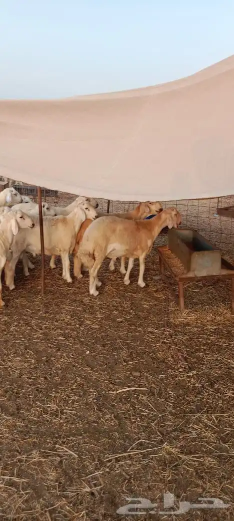 مراح الدعيجية 0