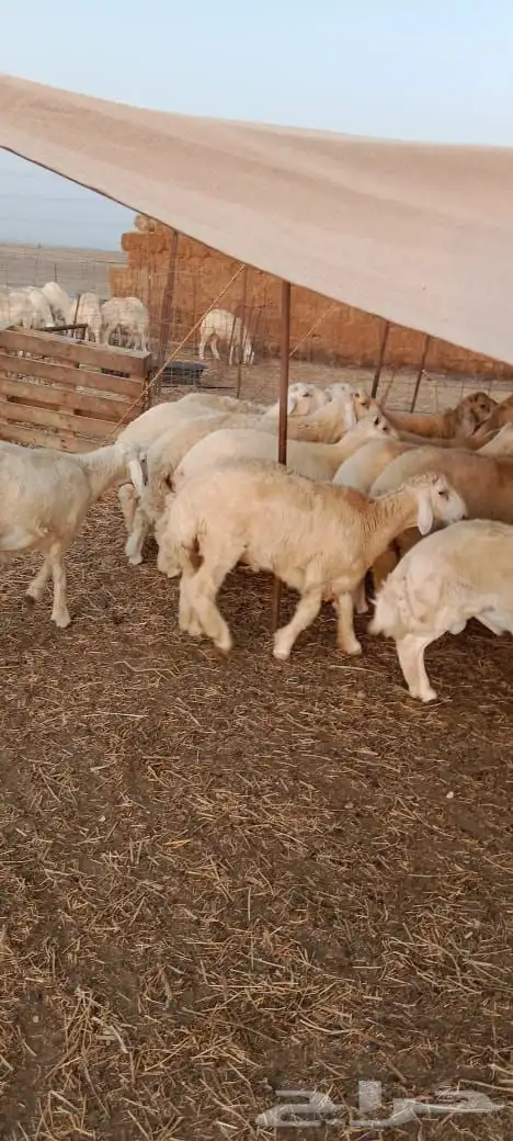 مراح الدعيجية 2