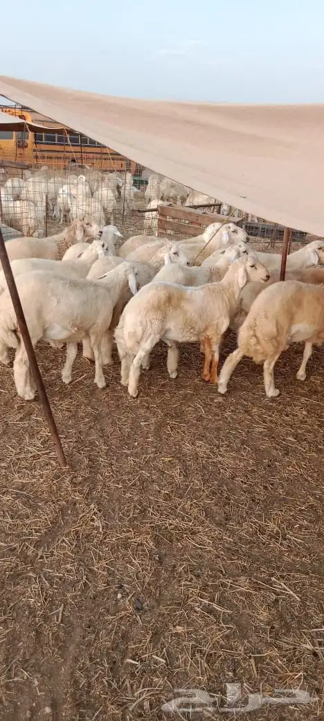 مراح الدعيجية 3