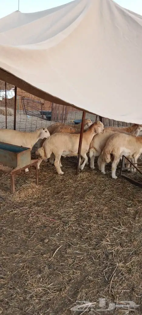 مراح الدعيجية 5