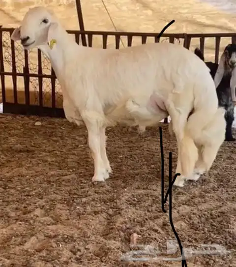 خروف صنف الصنف حرش كفوو جد 0