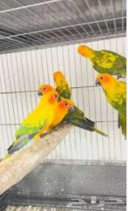 فندقة الطيور 3