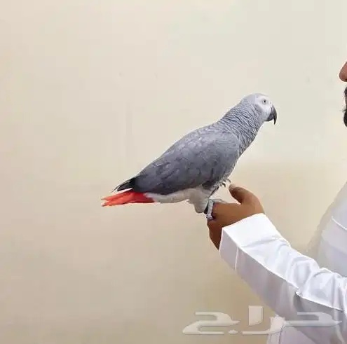 ببغاء كاسكو 5