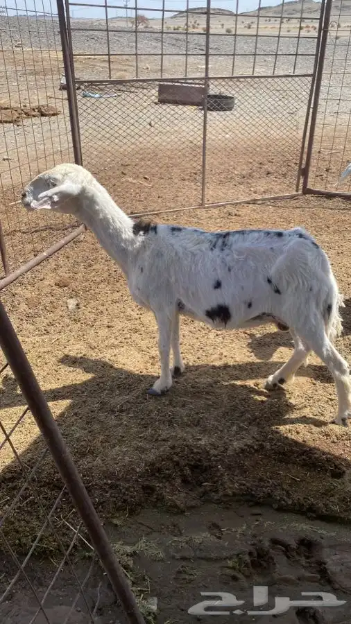 ضان للبيع 3