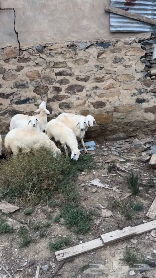 بهم(تم البيع) 0
