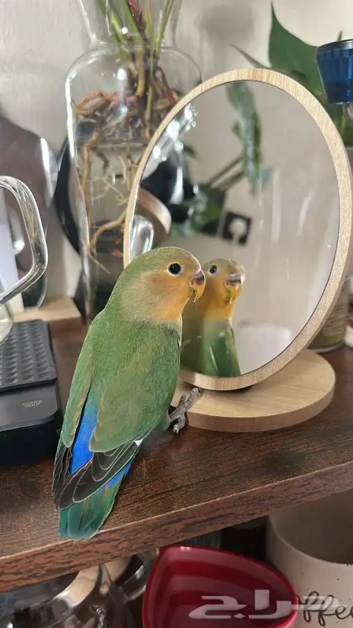 للبيع روز لطيف يصلح للكبير والصغير 0