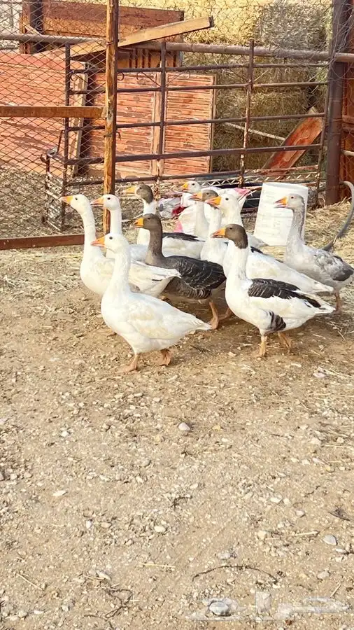 وز للبيع 3