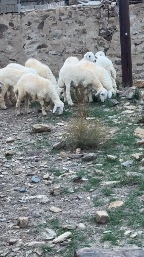 بهم(تم البيع) 1