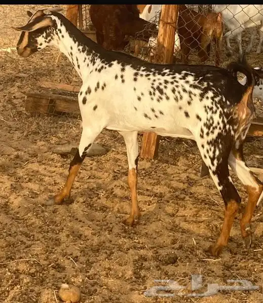 غنز بيشيه مرخاء 0