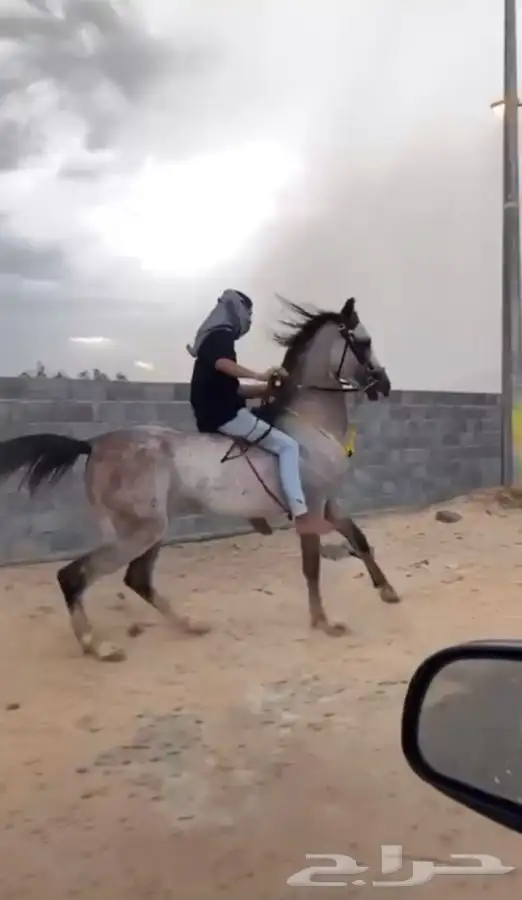 حصان شعبي كفو 0