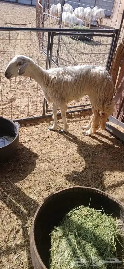 نعجة رباع 0