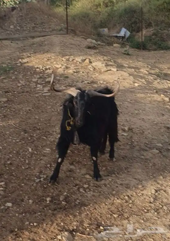 تيس فحل 3