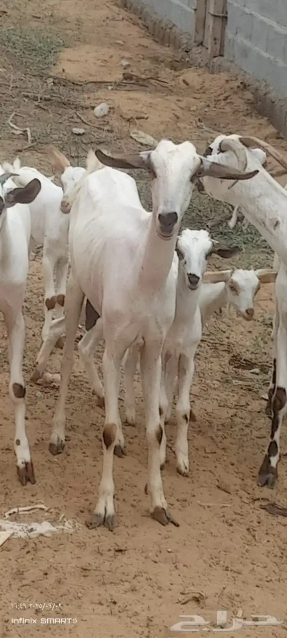 ماعز بيشي مناتيج 5