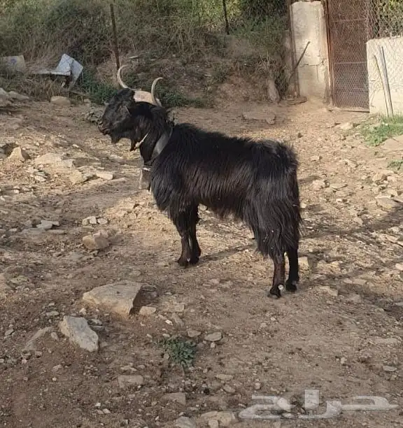 تيس فحل 0