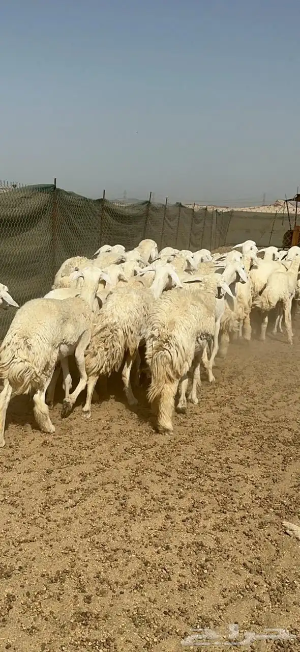 رخال حريه 4