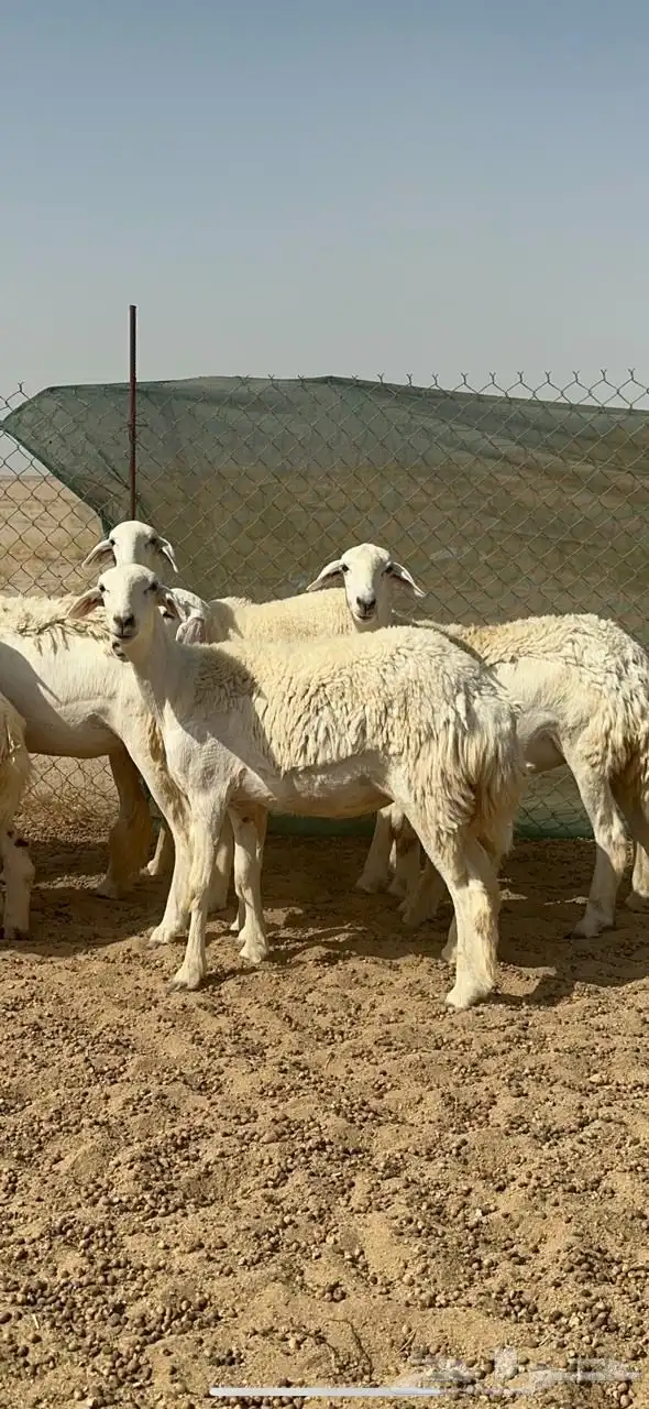 رخال حريه 10