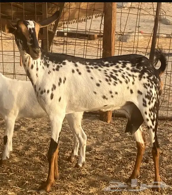 غنز بيشيه مرخاء 2