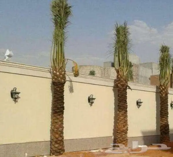 انخل للبيع 5